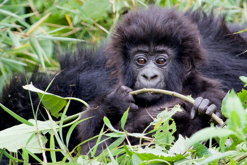 2 Days Rwanda Gorilla Trekking Safari