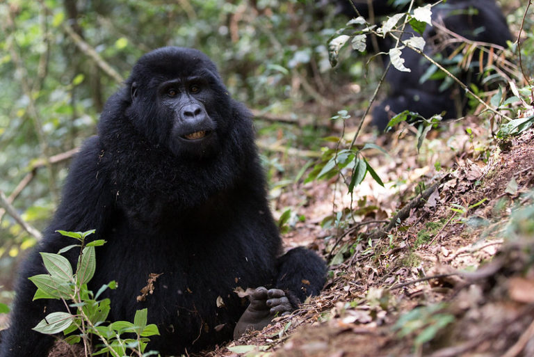 36875120222_d0b75dd180_c