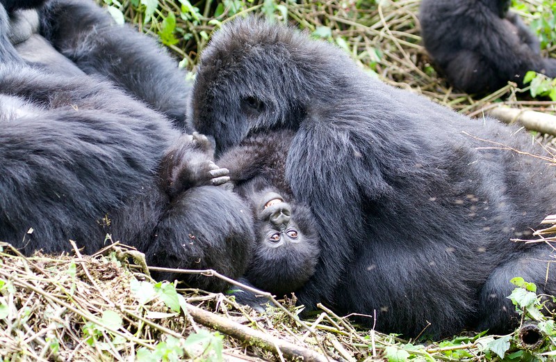 2 Days Rwanda Gorilla Trekking Safari