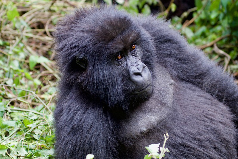 2 Days Rwanda Gorilla Trekking Safari
