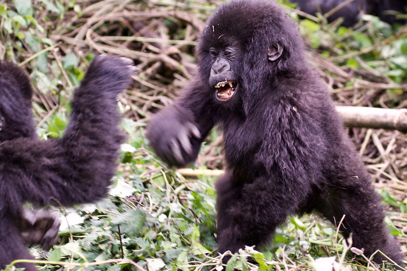 Rwanda Mountain Gorilla Trekking