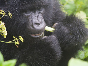 3 Days Gorilla Trekking