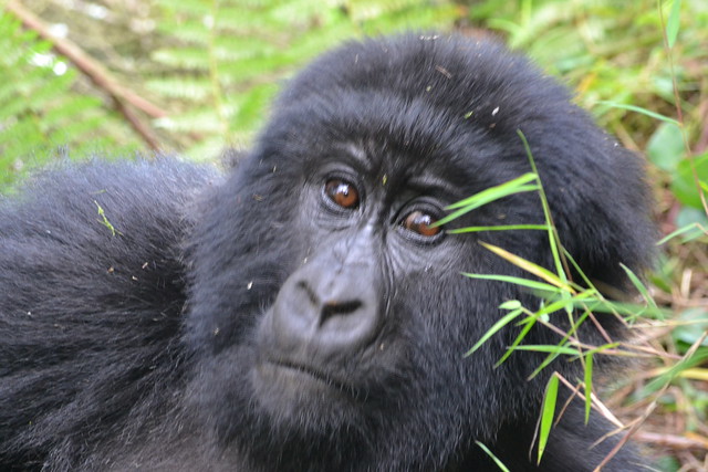 Mgahinga Gorilla National Park