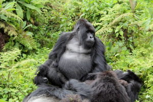 True Uganda safari Gorilla trekking