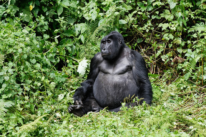  3 days Uganda gorilla trekking