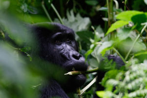 trekking gorillas in Uganda