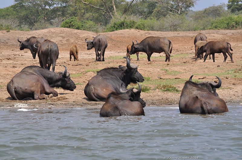 Best 3-day Queen Elizabeth Uganda Safari