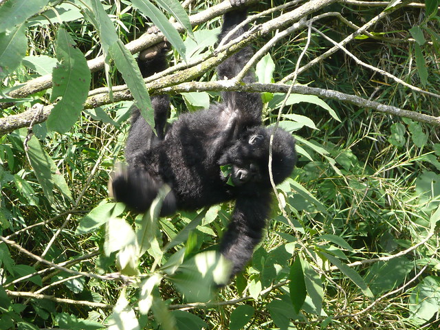 Gorilla Trekking in Mgahinga National Park