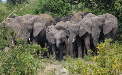 12 Days Uganda Safaris