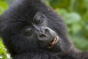 10 days  affordable  Uganda safaris.