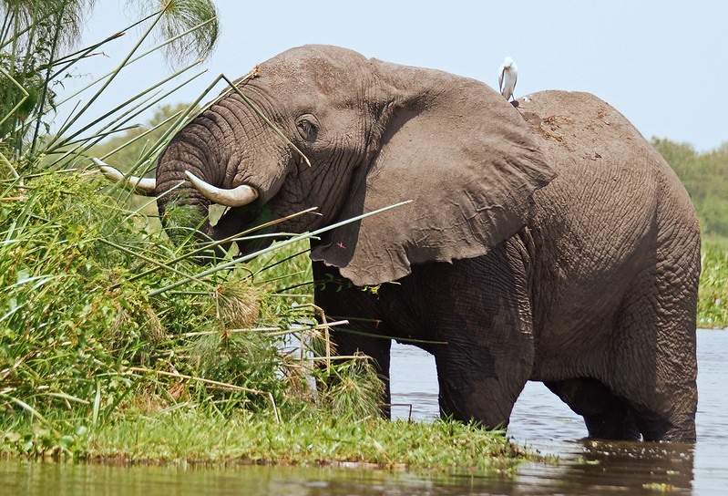 Uganda safaris Murchison falls