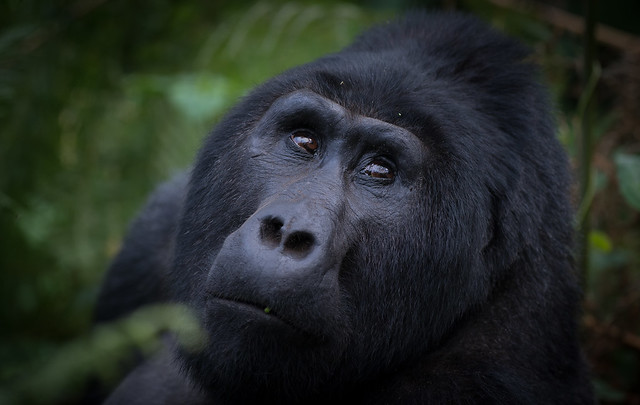 4 Days Gorilla Wild Adventure Safari