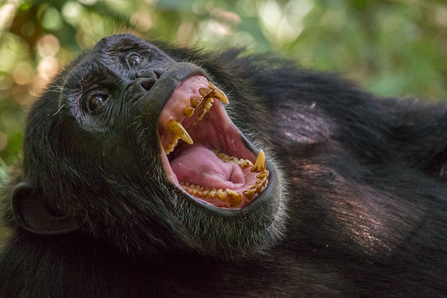 3 Days Uganda Gorilla Safari