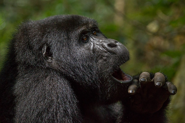 5-day gorilla tracking and queen Elizabeth safari