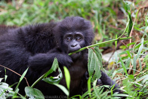 	
3 days Uganda gorilla safari