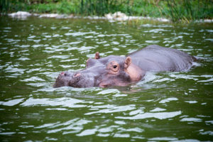 3 day Queen Elizabeth Uganda Safari