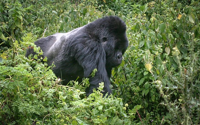 3 day gorilla trekking uganda