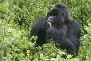 3 Days Gorilla trekking safaris in Bwindi forest