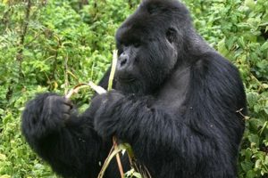 3 Days Gorilla trekking safaris in Bwindi forest