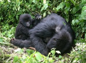 Bwindi gorilla trekking trip.