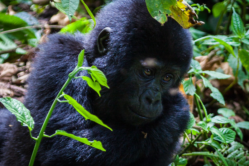 Gorilla Tracking in Bwindi Impenetrable Forest