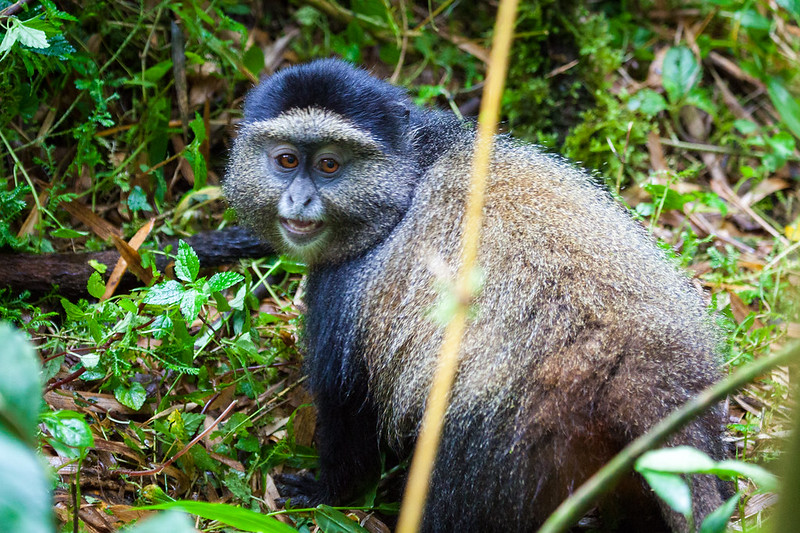 Golden Monkey trekking in Maghinga Gorilla national park
