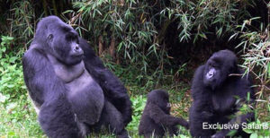 12 Days Uganda Safaris