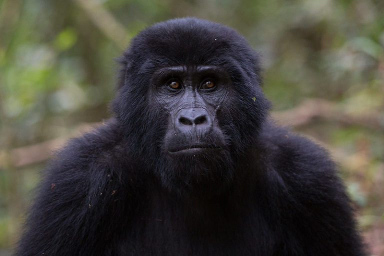 When is the best time to visit Bwindi Impenetrable National Park