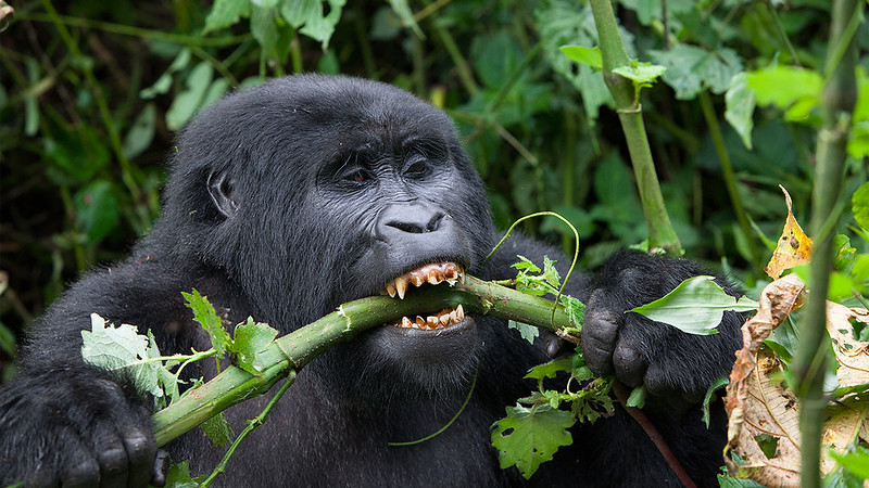 Uganda Gorilla Trekking Tour