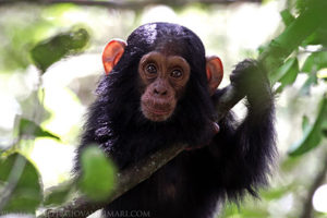 gorilla and chimpanzee trekking Uganda