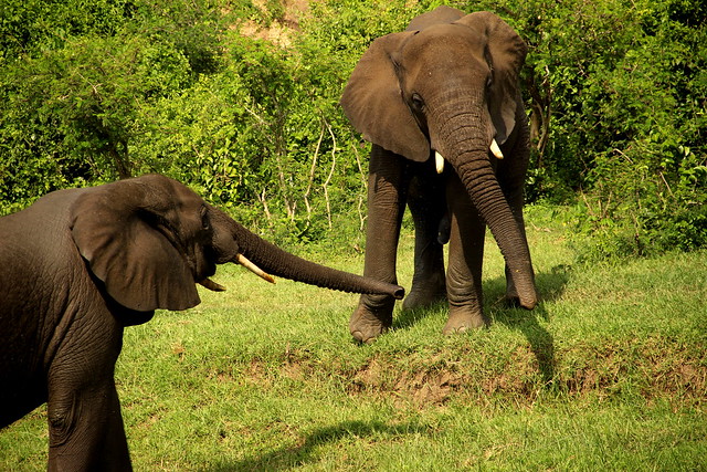 Best 3-day Queen Elizabeth Uganda Safari.