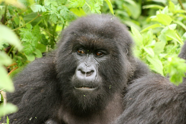 4 Days Bwindi Double Gorilla Trekking