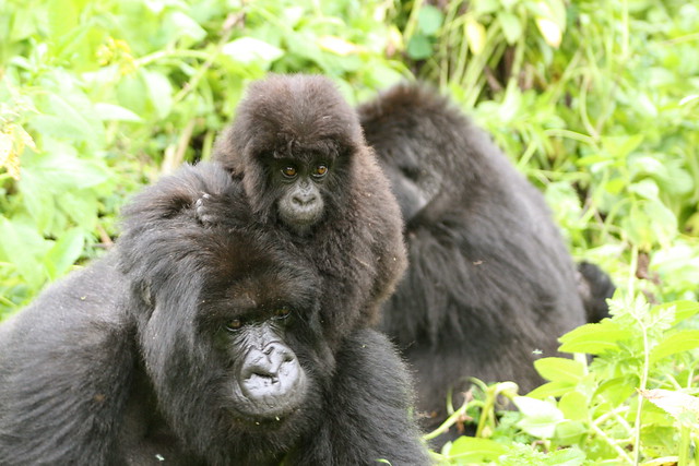 4 Days Bwindi Double Gorilla Trekking