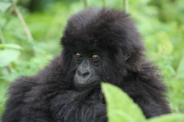 4 Days Bwindi Double Gorilla Trekking