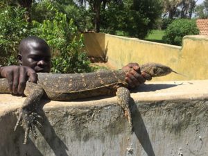 queen Elizabeth safari