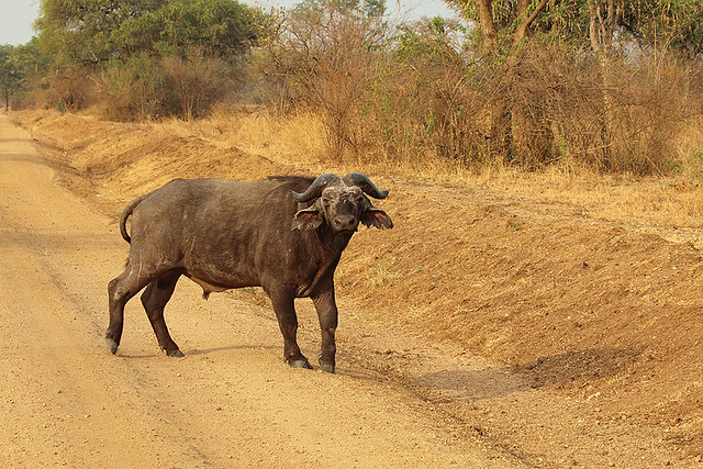 Kidepo Valley National Park