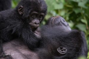 21 days Uganda safaris