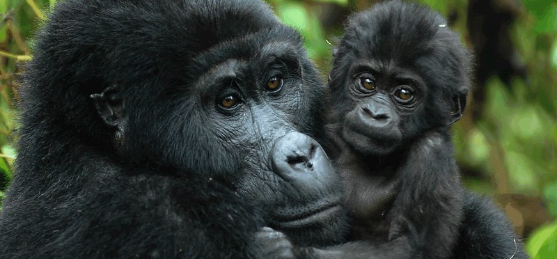 4 Days Uganda Gorilla and Golden Monkey Safari