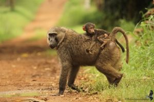 chimpanzee tracking  in kibale national park