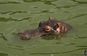 queen Elizabeth national park.