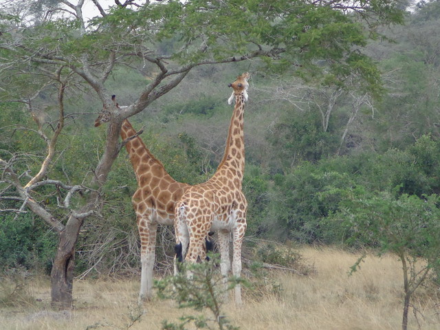lake mburo national park
