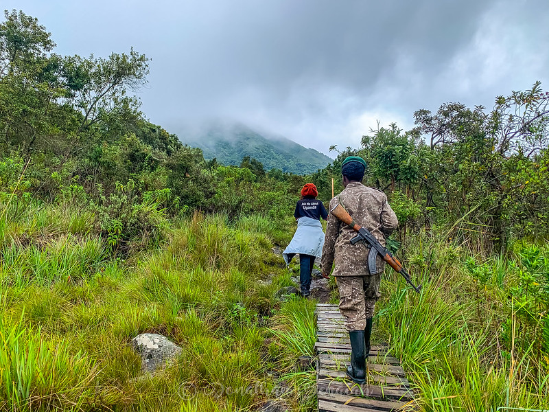 6-day mgahinga hiking safari