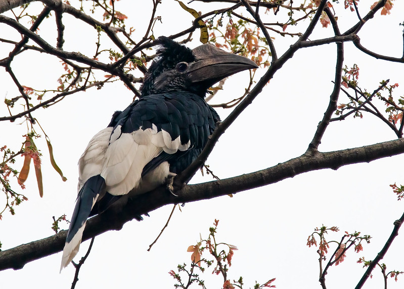 Semuliki National Park Bird Watching