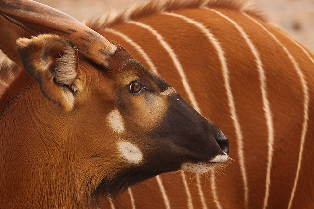Semuliki National Park