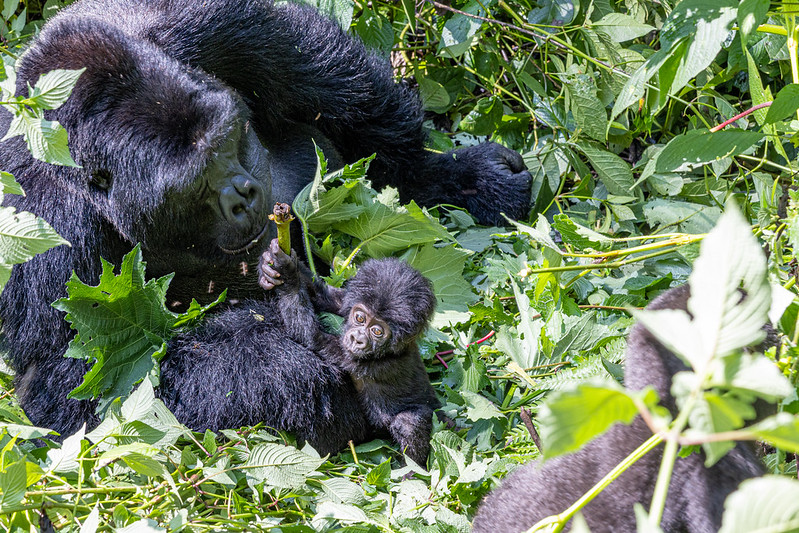 5 days Bwindi national park and queen Elizabeth