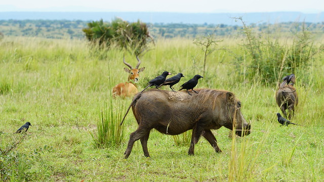 	
animals in murchison falls national park
