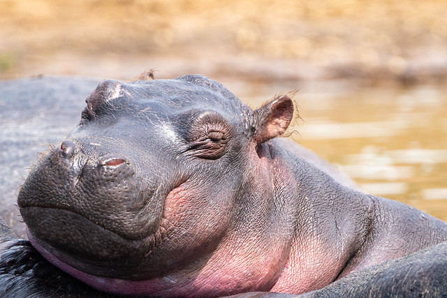 Queen Elizabeth National Park