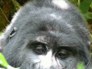 gorilla safaris uganda