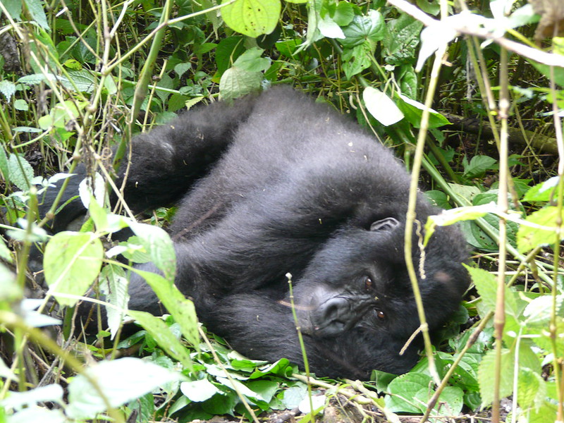 6 days Uganda gorilla and chimpanzee safari
