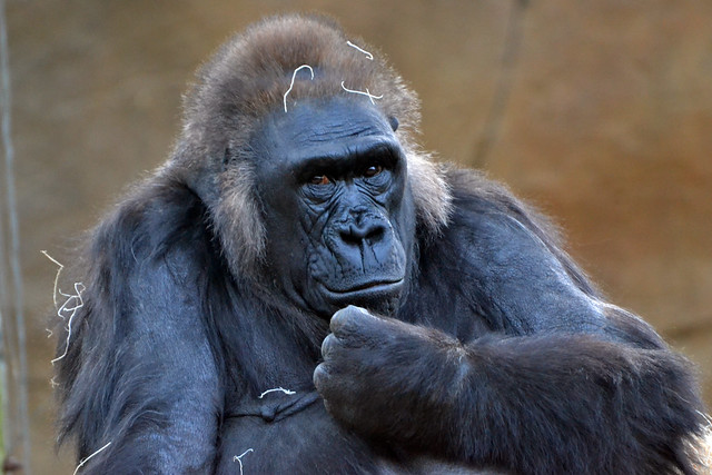 3 Days Uganda Gorilla Safar